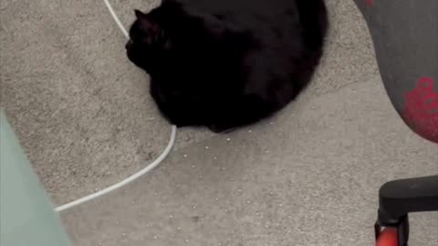 Cute Precious Piper is a Loaf Shaped Traffic Cone - Adopting a Cat from a Shelter Vlog #shorts