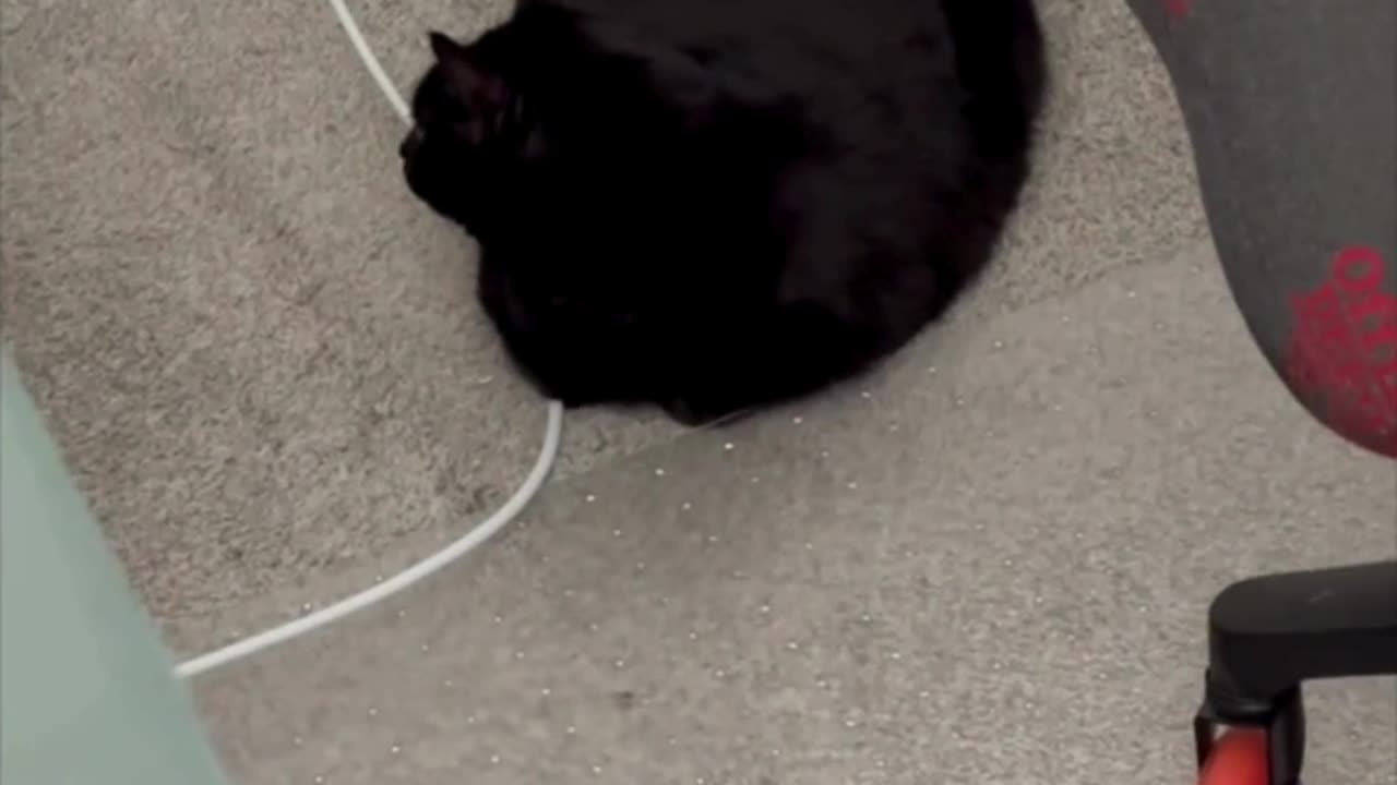 Cute Precious Piper is a Loaf Shaped Traffic Cone - Adopting a Cat from a Shelter Vlog #shorts