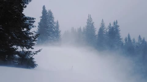 Howling Wind and Falling Snow | Winter Storm ASMR for Deep Sleep