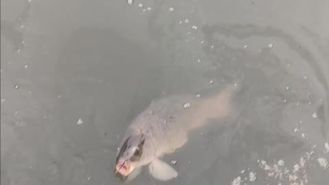 Giant common Carp