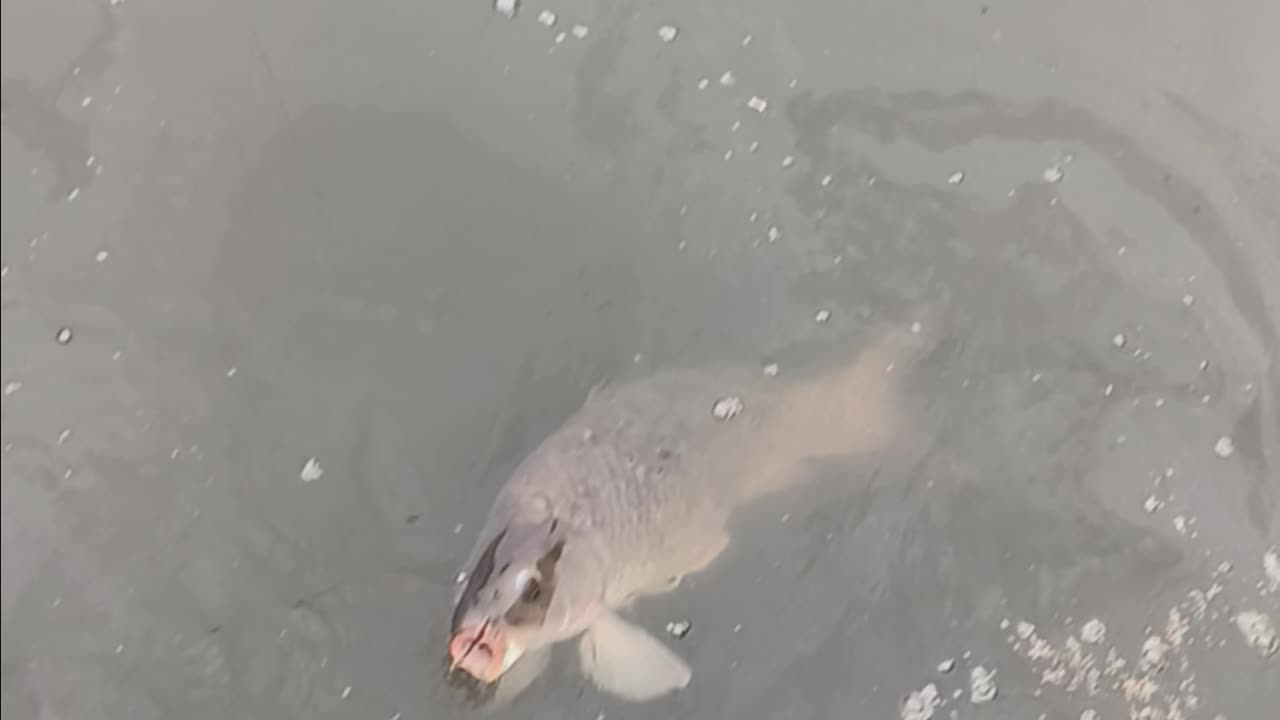 Giant common Carp