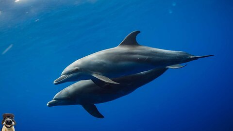 Dolphins: The Genius of the Ocean - Intelligence, Behavior, and Human Connections Revealed
