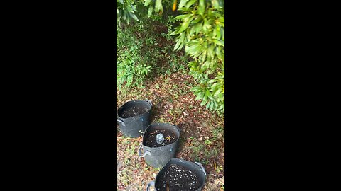 Grow vlog day 1