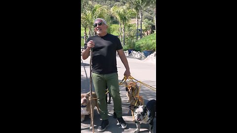 How to educate your dog's