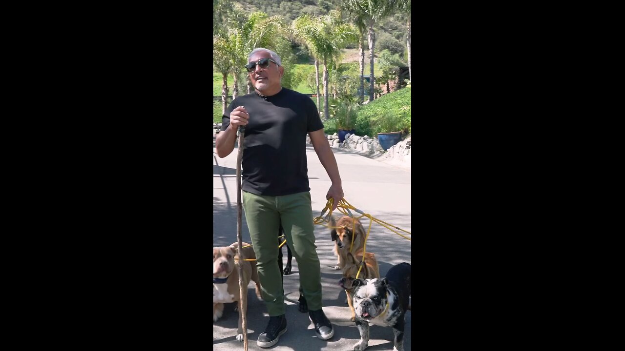 How to educate your dog's