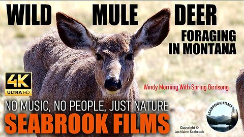 Wild Mule Deer Foraging in Montana