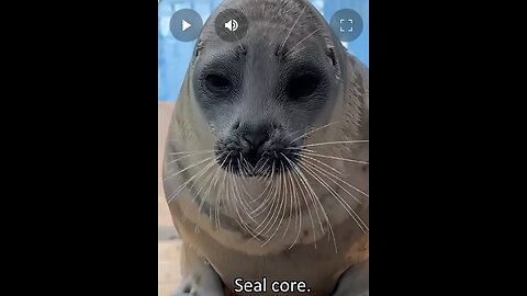 Seal core. 🦭 😍