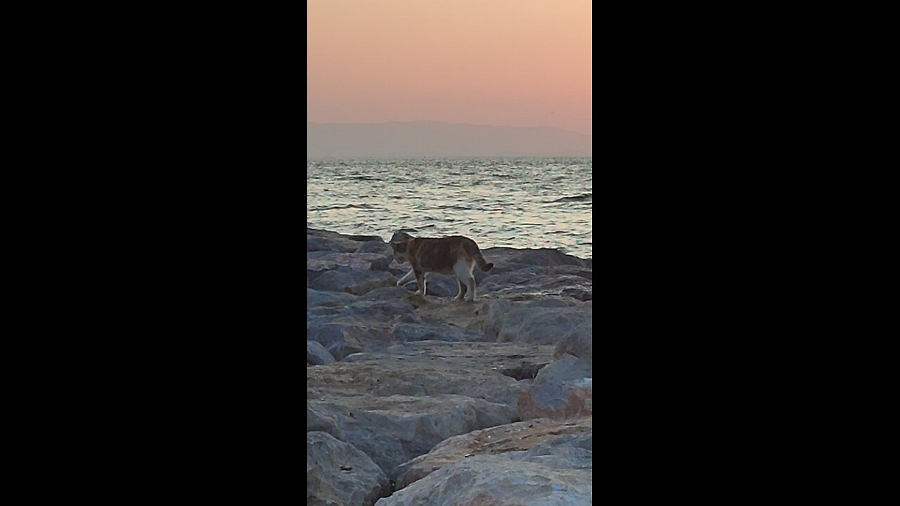A Peaceful Sunset and a Lonely cat