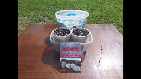 Planting Hossinator Cucumber Seeds In Southern Mississippi 7/2/25