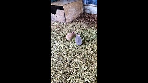 HOW TO KEEP RABBITS COOL THIS SUMMER