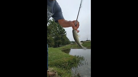 Bass went for a midge while I was Micro Fly Fishing #flyfishing #ultralightfishing #bassfishing