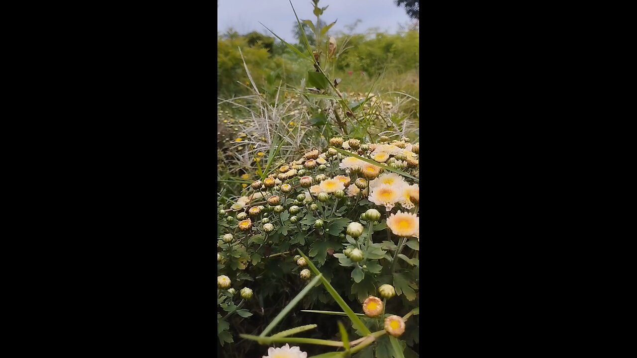 Nature in Bloom | Baahubali Song 'Panchhi Bole' in a Floral Symphony #tamanna #prabash