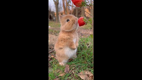 rabbit