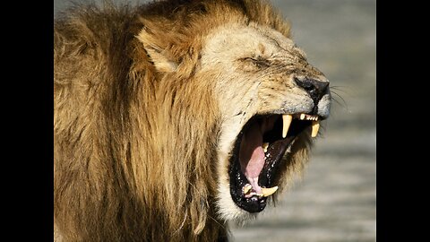 25.08.26 Tom's Take - Elul: The Lion is in the Field