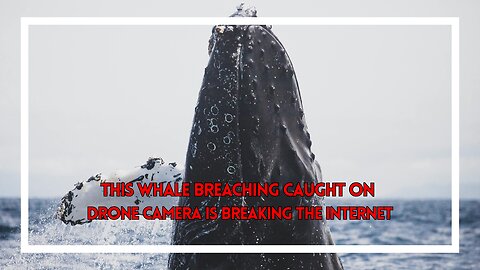 This Whale Breaching Caught on Drone Camera Is Breaking the Internet