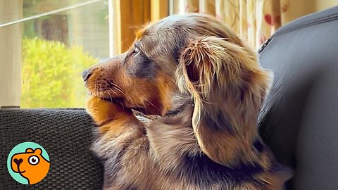 Doxie Has The Cutest Reaction To Seeing Cows | Cuddle Buddies