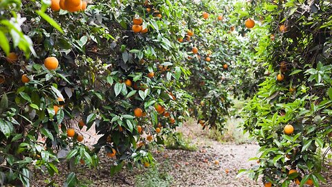 The Rise of ORANGE as Superfood