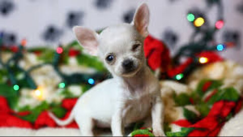 Time Puppy Tonie