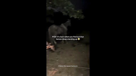 When You Notice that Horses never lay down while Sleeping 😴 #animals #nature #funny #viral