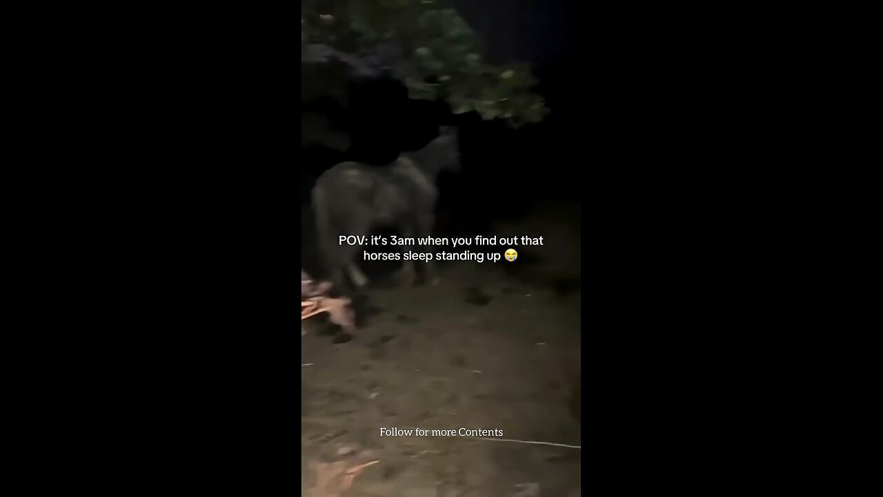 When You Notice that Horses never lay down while Sleeping 😴 #animals #nature #funny #viral