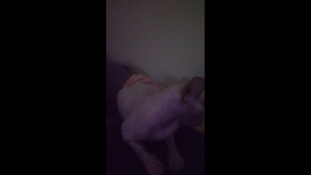 slapping the meat of my Sphynx cat