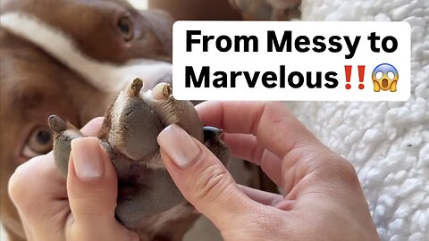 You’ll Want to Subscribe After This Dog Paw Transformation!