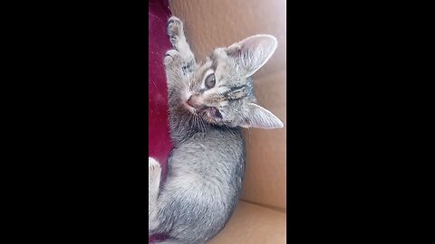 "Sudden Eye Trouble for My Little Cat – What Really Happened? 😿"
