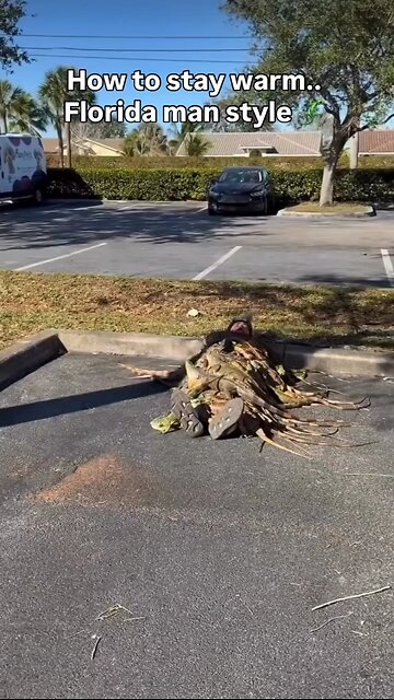 🇺🇸It «rained» iguanas in Florida