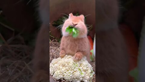 Cute big-faced rabbit who loves to eat vegetables. Rabbit. Cute little garden pet.