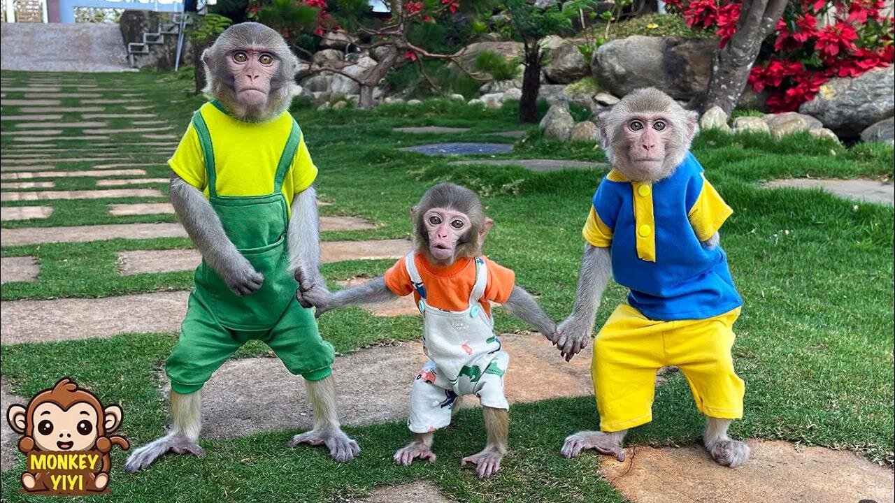 A happy week of YiYi and YinYin with baby monkey Yumy