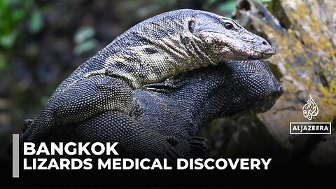 Bangkok's big city lizards: Prehistoric reptiles could help treat cancer