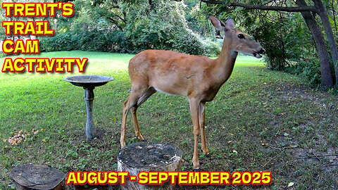 Trent's Trail Cam Activity - August & September 2025