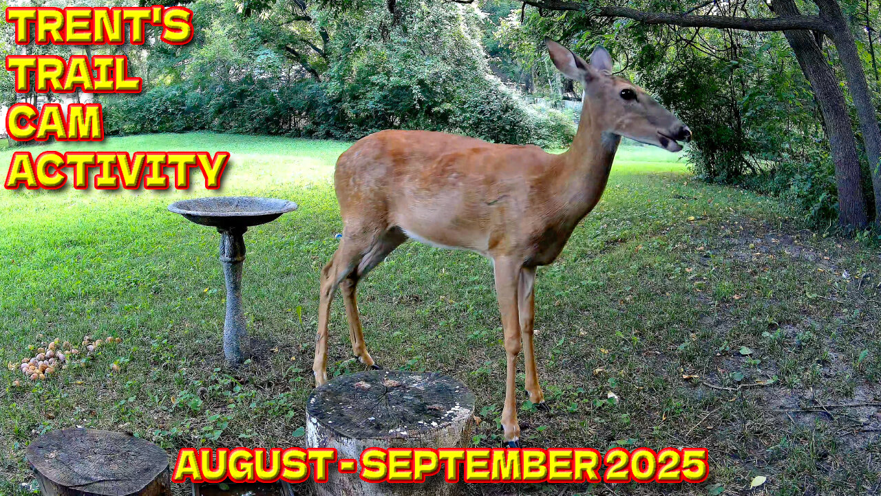 Trent's Trail Cam Activity - August & September 2025