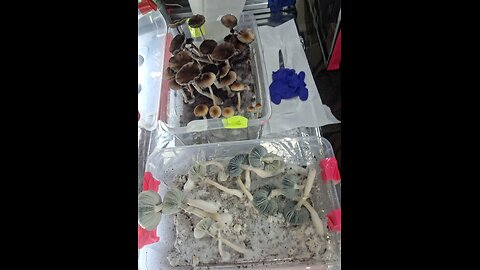 Mycology Mondays #117 To Spores or Not To Spores Double Harvest of 2 very Different Genetics