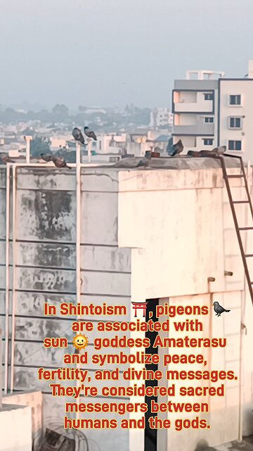 Their gentle presence graces shrines, purity and connection to the divine. #PigeonInShinto