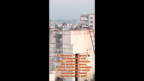 Their gentle presence graces shrines, purity and connection to the divine. #PigeonInShinto