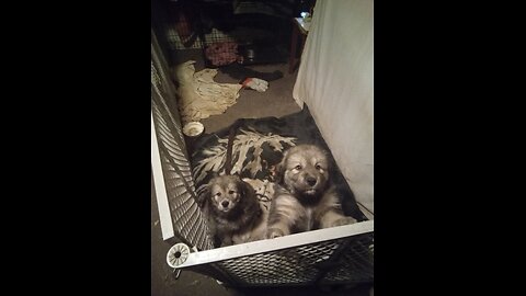 Puppies practice fighting