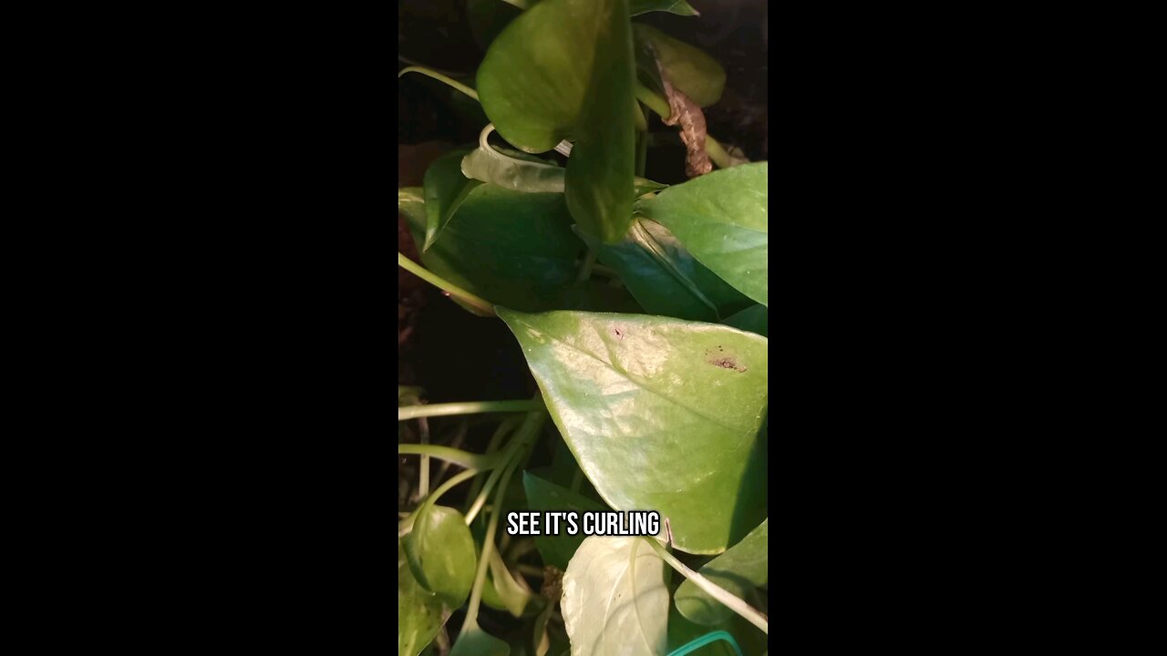 June 15 Baby Chameleon check in