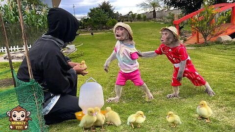 Touching moments of baby monkey YiYi bravely protecting friends