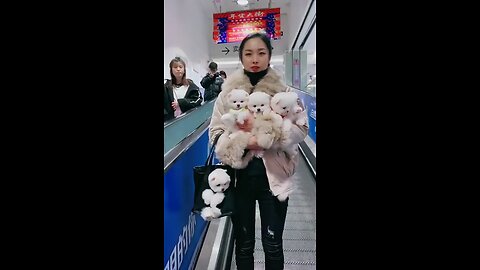 Pet cat