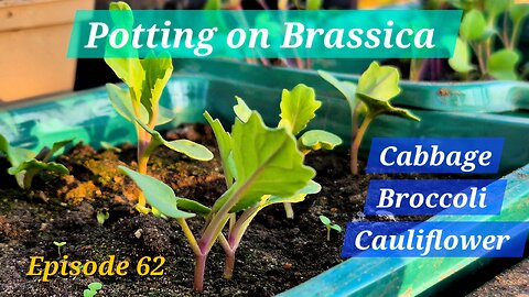 Potting on the Brassicas