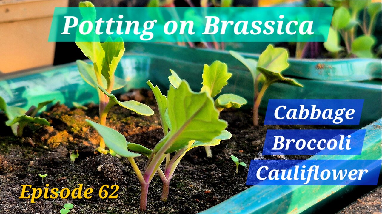 Potting on the Brassicas