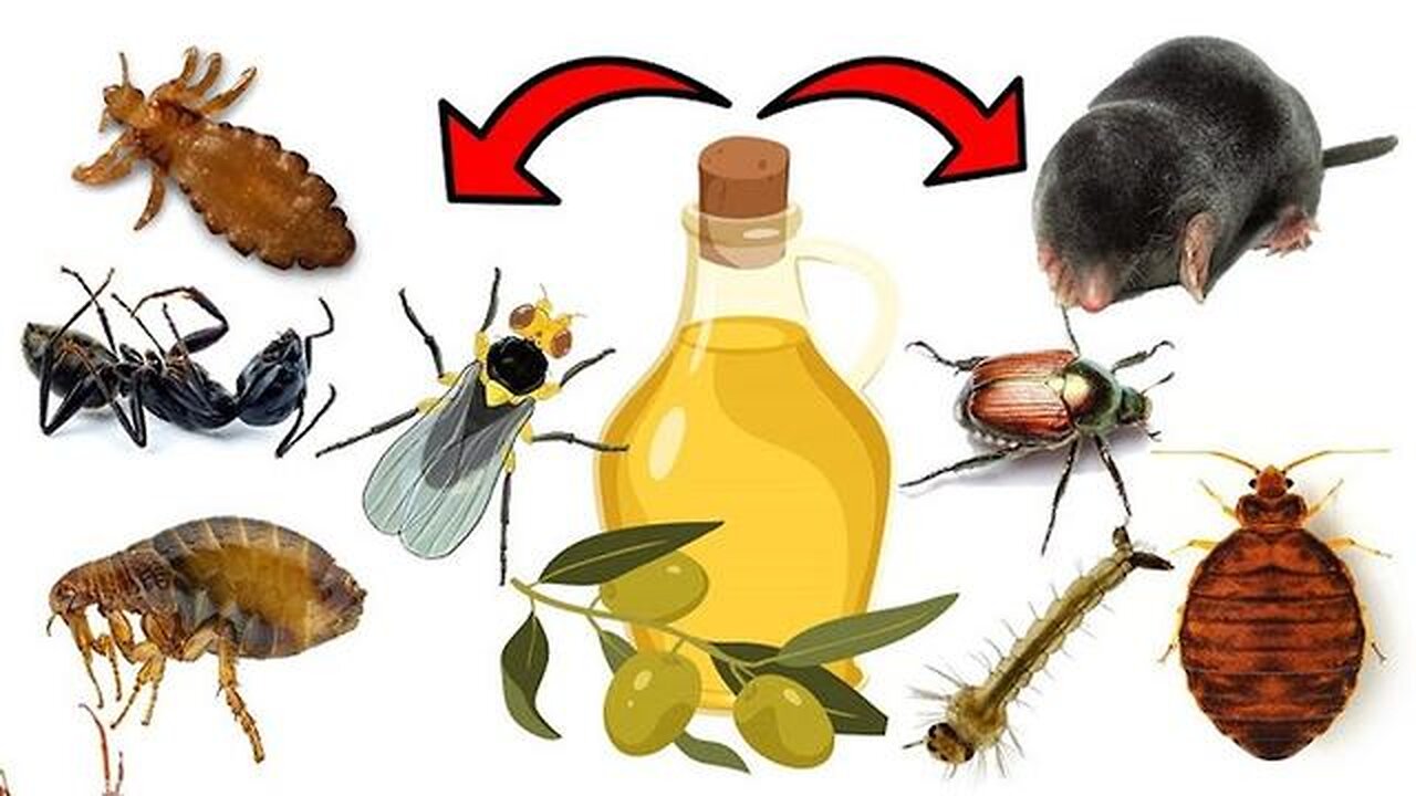 The Pest Control Secret: Olive Oils Surprising Power - Ear mites, Lice, Bedbugs, Leaf Miner, etc