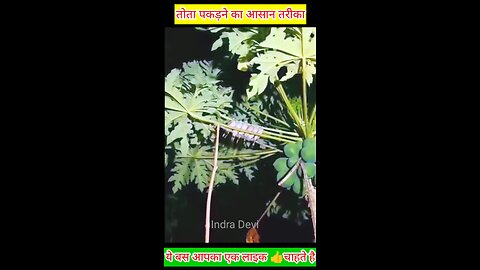 तोता पकड़ने का आसान तरीका