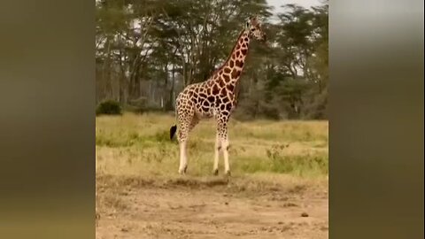 Giraffe in Kenya