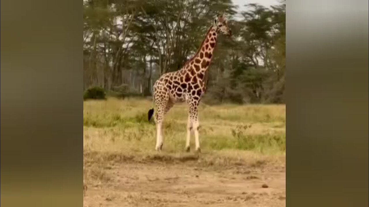Giraffe in Kenya