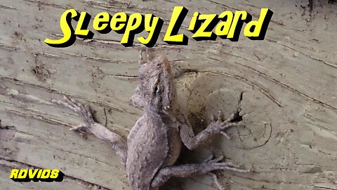 The Sleepy "Eye Of The Lizard"
