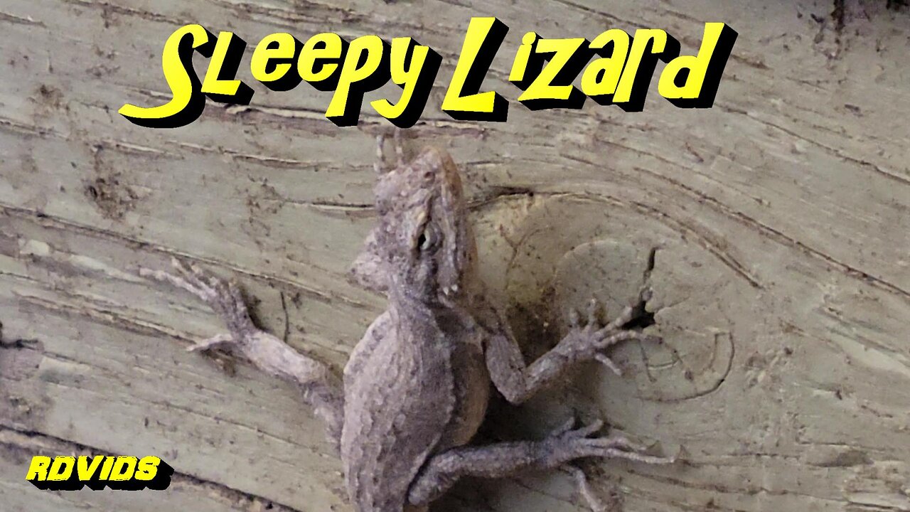 The Sleepy "Eye Of The Lizard"