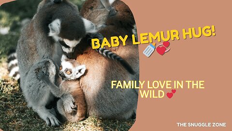 Baby Lemur Snuggles in a Family Hug 🍼🐒💤 | Adorable Wildlife Bond