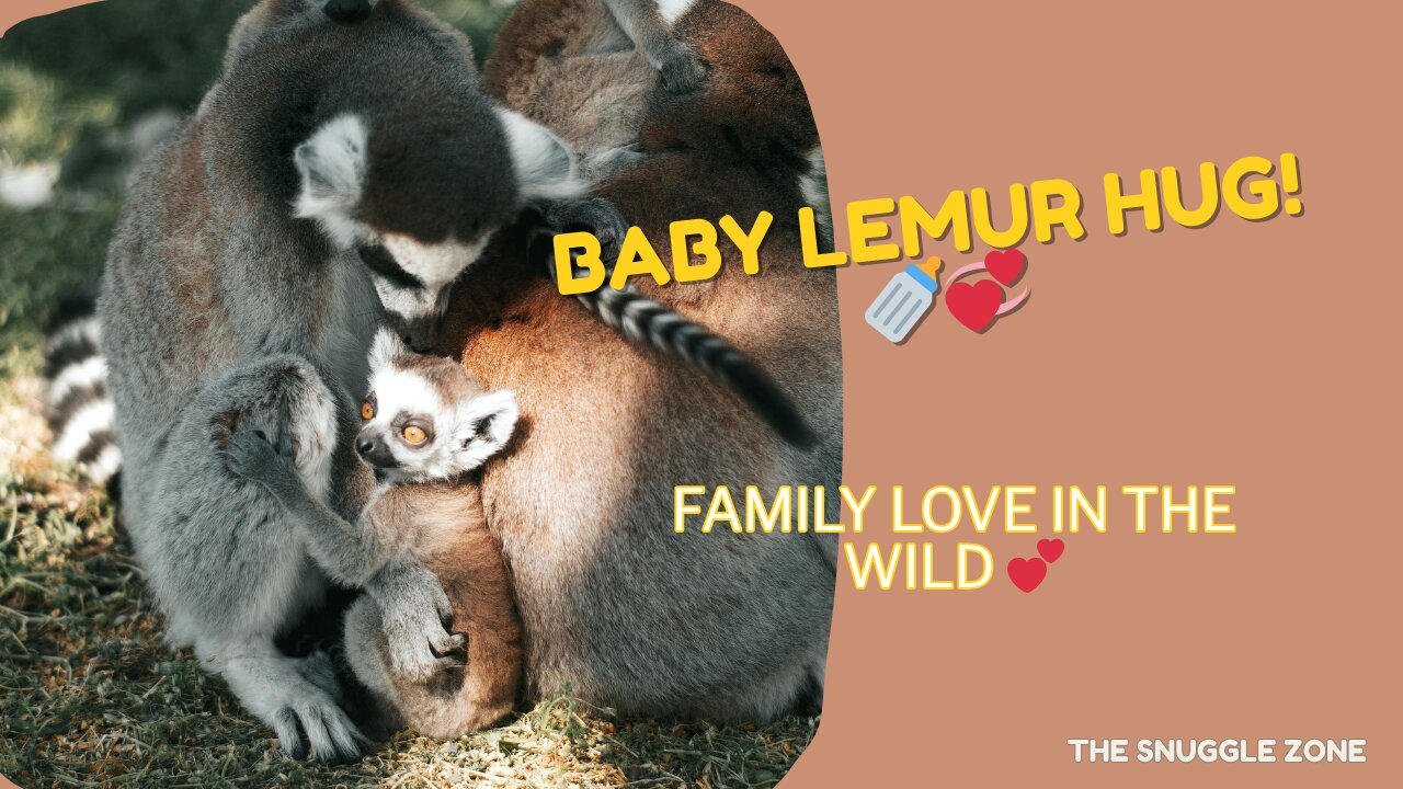 Baby Lemur Snuggles in a Family Hug 🍼🐒💤 | Adorable Wildlife Bond